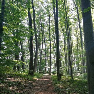 Der Weg führt am Wald...