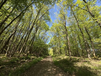 Fotografija s spletne strani Anja Richter na poti