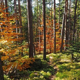 Wald