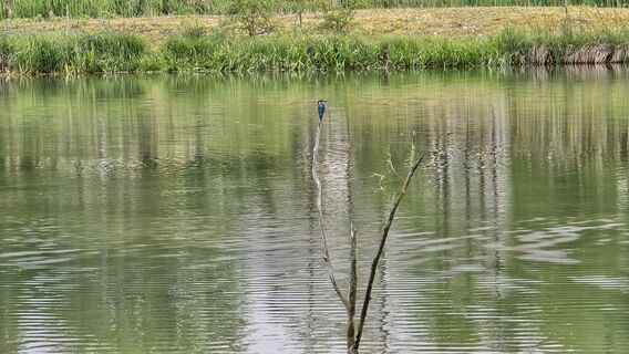 Fotografija s spletne strani erable mouchete na poti