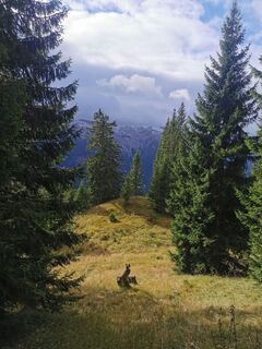 Photo de Steinbock le long du parcours