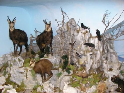 spaziergang zur sieberwarte bei neuberg an der mürz im naturpark mürzer oberland_img_23038807