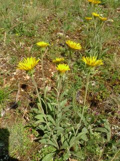 Inula montana
