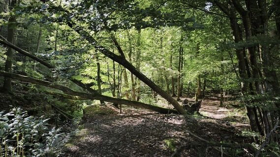 Photo de DevilsBastard le long du parcours
