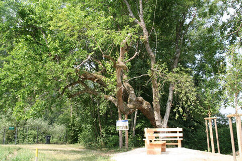 Naturdenkmal Maulbeerbaum, Foto: Gemeinde Ebenthal