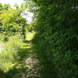 Pfad am Rote Rinder Rundweg