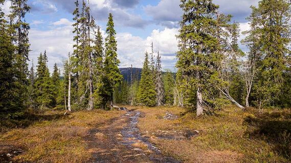 Der Weg könnte an einigen Stellen nass sein
