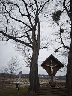 Foto de Koisiegi Japankoi-Bonsai a lo largo del recorrido