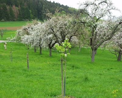 Hochzeitsbaumwiese