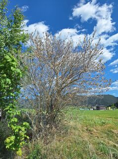 Photo de Isabella Peinsold-Klammer le long du parcours