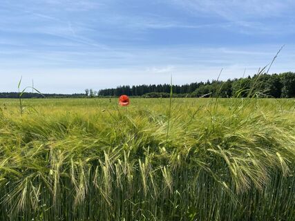 Kornfeld auf der Strecke "Am Andelsbach entlang"