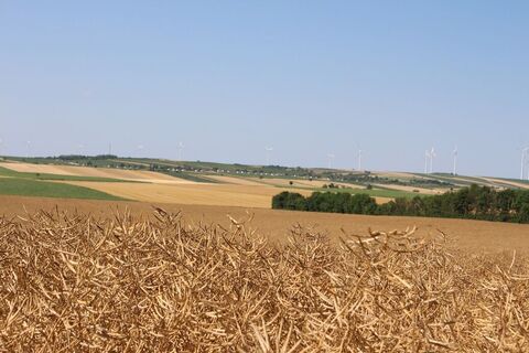 Weinviertler Hügellandschaft