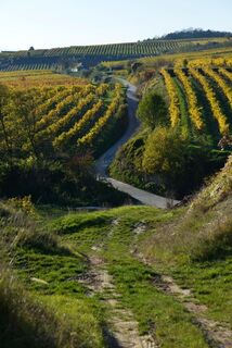 Hohlweg am WAGRAM