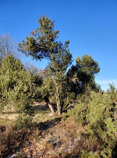 Fotografija s spletne strani Luise na poti