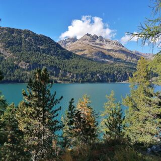 Silvaplanersee