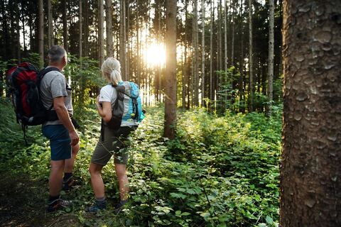 Waldlichtung am Pilgerweg
