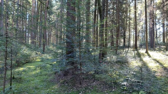 Photo de Wolfgang Arlic 1 le long du parcours
