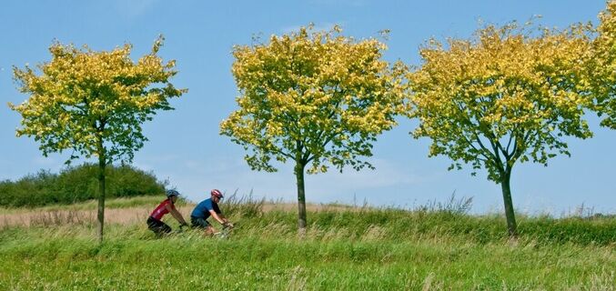 MTB Trails Sankt Wendeler Land