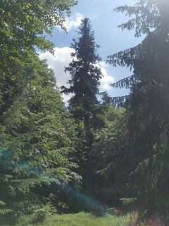 Photo de Waldläufer le long du parcours