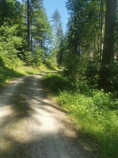 Foto von Waldläufer entlang der Tour