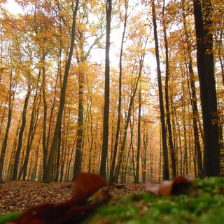 Zunächst führt Sie der Weg durch raume Buchenwälder