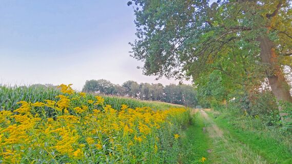 Naturnaher Wegabschnitt des ORTSWEGES Rund um Buchholz