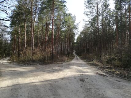 Kreuzung Forststraße recht Weg zur Hochstrasse