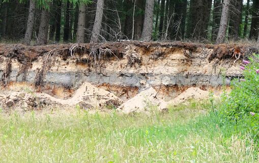 Bodenprofil eines Podsols