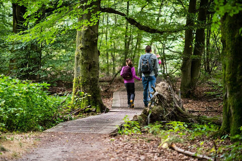 Wandern im Urwald Sababurg