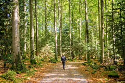 Auf ebenen Wegen durch den Wald geht es Richtung Sommerberg