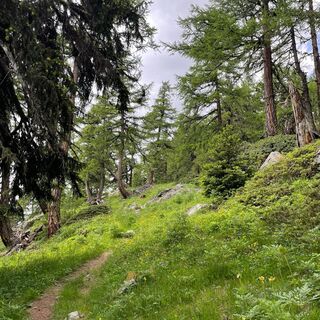 Horumattewald