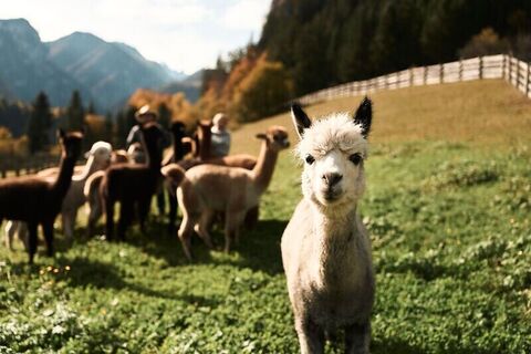 Nationalpark_Partner_Alpaka_Impuls©StefanLeitner_023.jpg