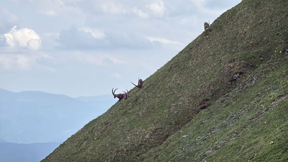 Fotografia z Florian Halbmayr na trase