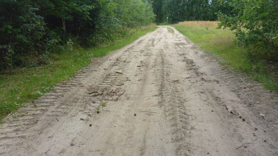 Waldweg im Bornbachtal