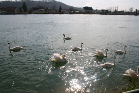 Schwäne am Rhein