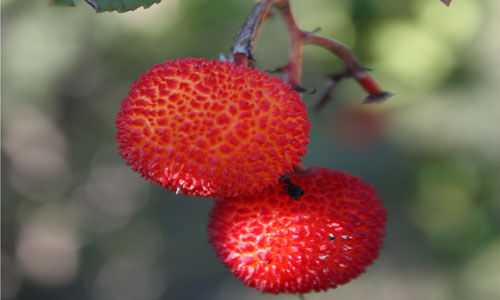 PR - DER KÖHLERPFAD