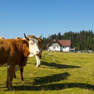 Rosstratten_Kuh