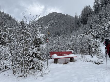 Photo de Grizzli le long du parcours