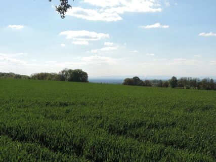 Pfälzer Berge im Hintergrund