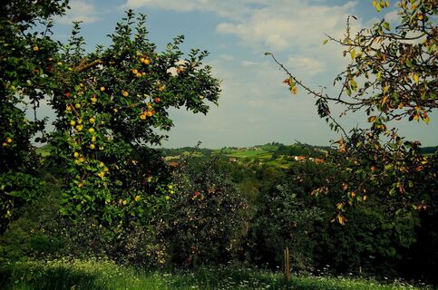 Blick auf das oststeirische Hügelland