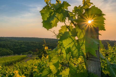 Weinberge in Knittlingen