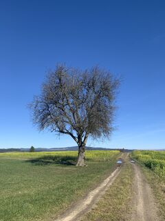 Photo de Regina Bauer le long du parcours
