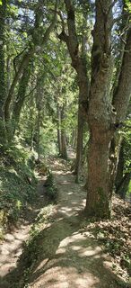 Photo de titi le long du parcours