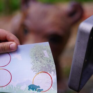 Tierspuren als Stempel sammeln