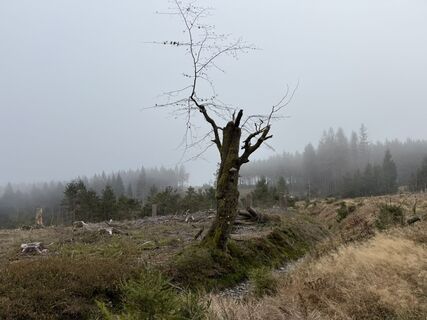Foto von Norbert Herbig entlang der Tour