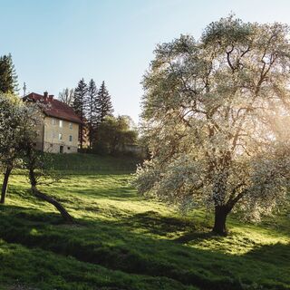 blühende Bäume im Granitztal