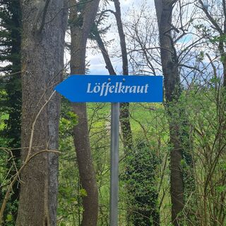 Löffelkrautweg Ollarzried