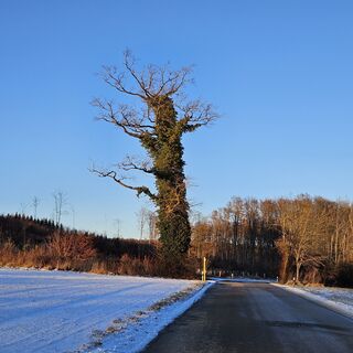 Photo de garrincha le long du parcours