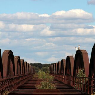 Störche auf Dömitzer Brücke