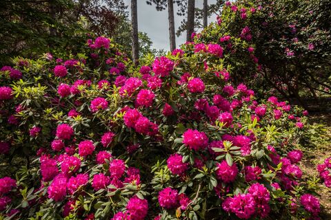 Rhododendronblüte auf dem Kamenzer Hutber